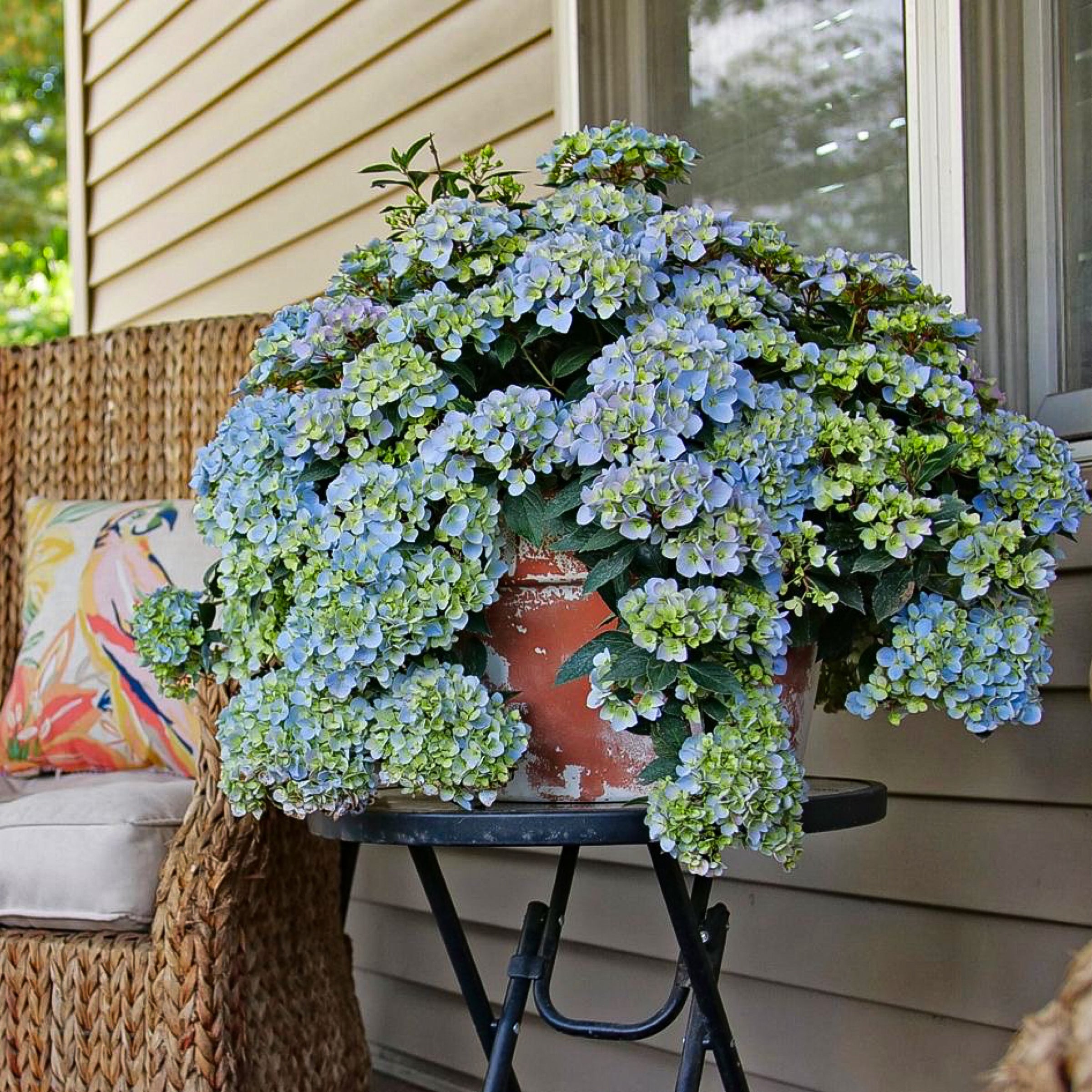 buying bougainvillea plants Buy California Gold Bougainvillea Phoenix, AZ main image 0